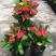 虎刺梅盆栽四季常青开花绿植铁海棠室内阳台净化空气
