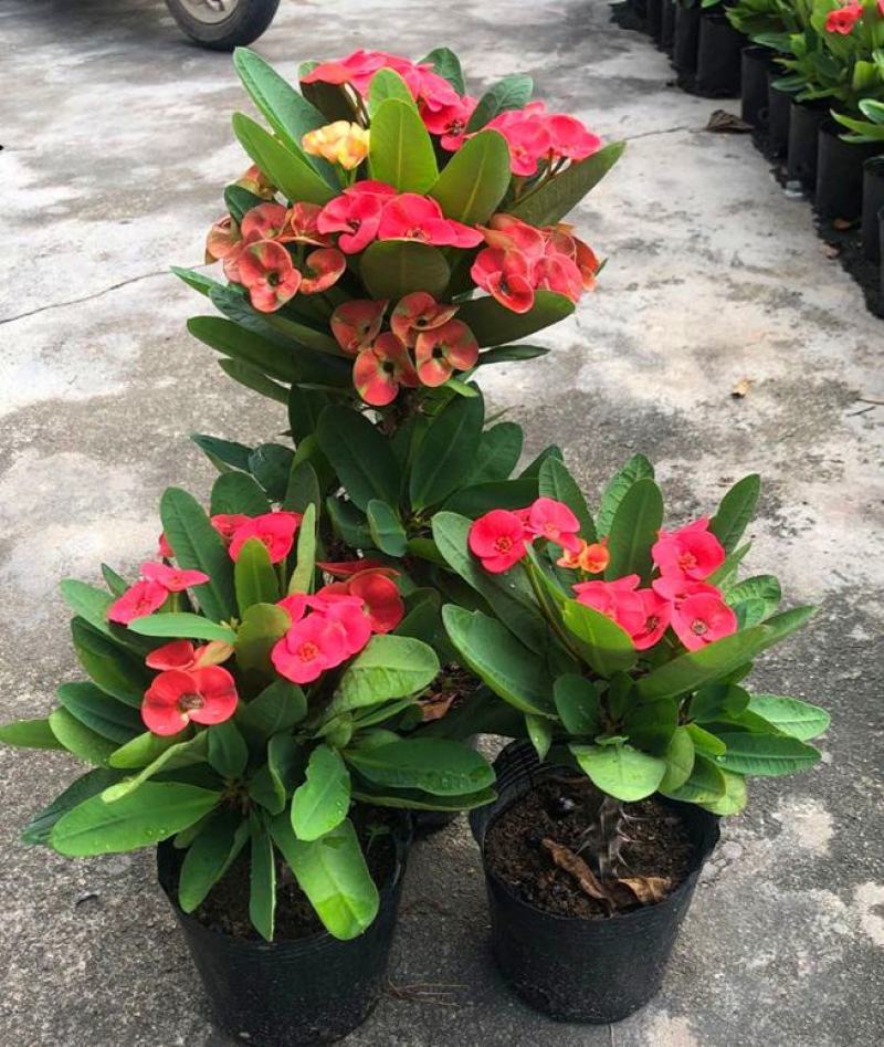 虎刺梅盆栽四季常青开花绿植铁海棠室内阳台净化空气