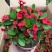 虎刺梅盆栽四季常青开花绿植铁海棠室内阳台净化空气