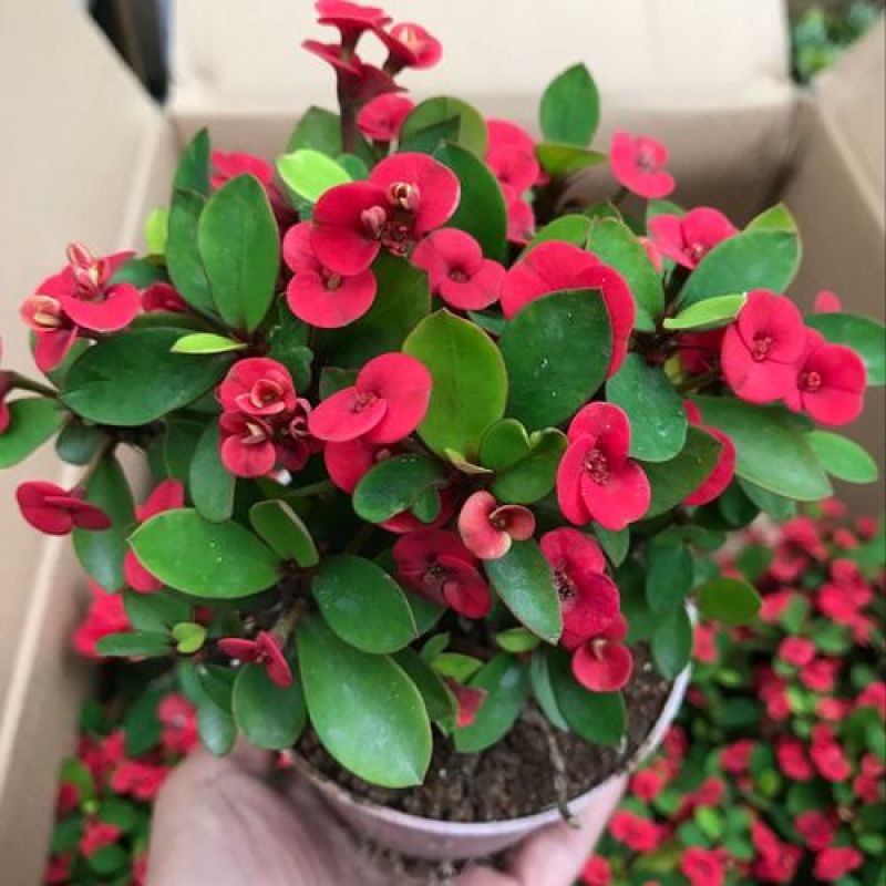 虎刺梅盆栽四季常青开花绿植铁海棠室内阳台净化空气