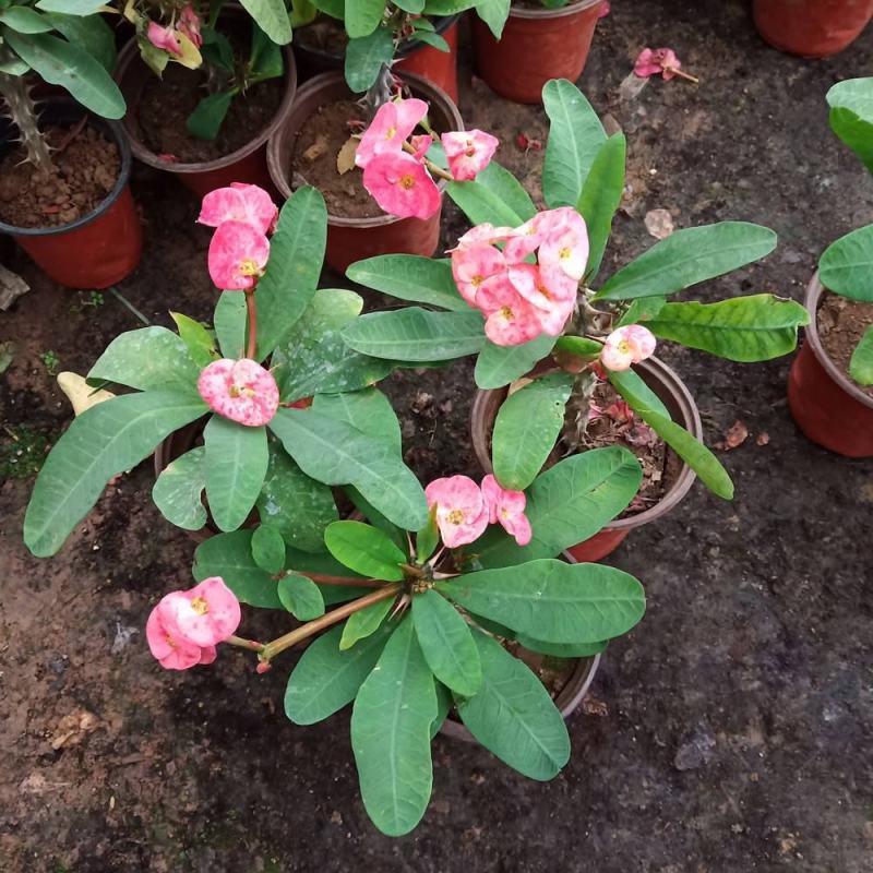 虎刺梅盆栽四季常青开花绿植铁海棠室内阳台净化空气