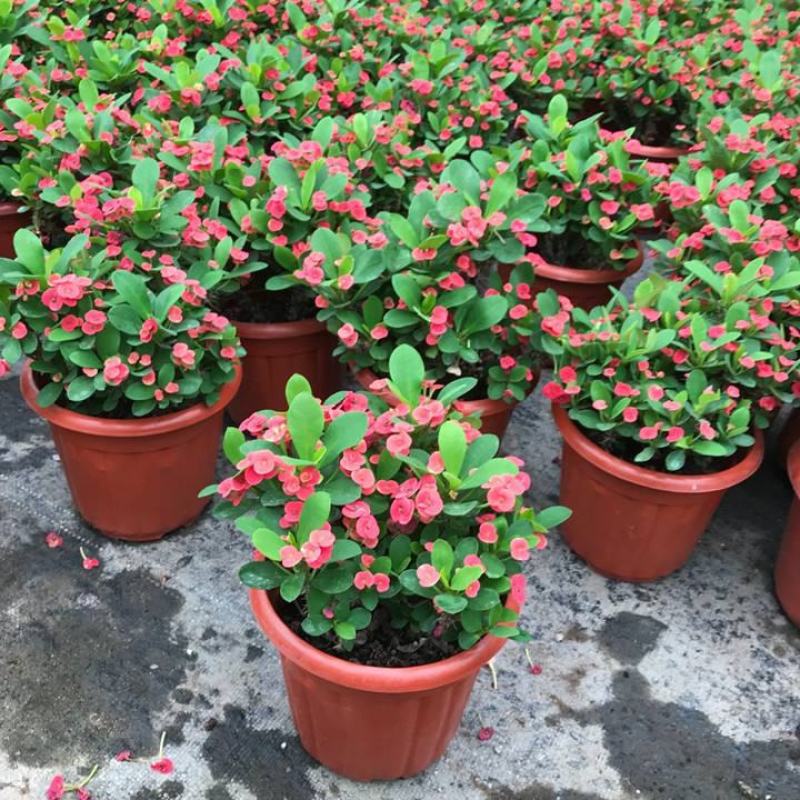虎刺梅盆栽四季常青开花绿植铁海棠室内阳台净化空气