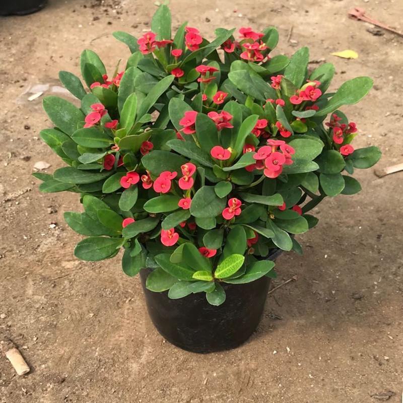 虎刺梅盆栽四季常青开花绿植铁海棠室内阳台净化空气