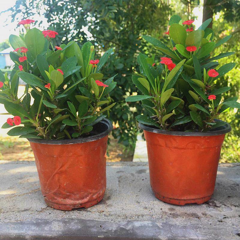 虎刺梅盆栽四季常青开花绿植铁海棠室内阳台净化空气