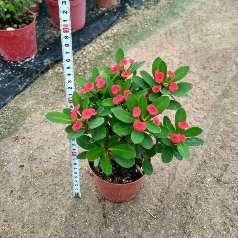 虎刺梅盆栽四季常青开花绿植铁海棠室内阳台净化空气