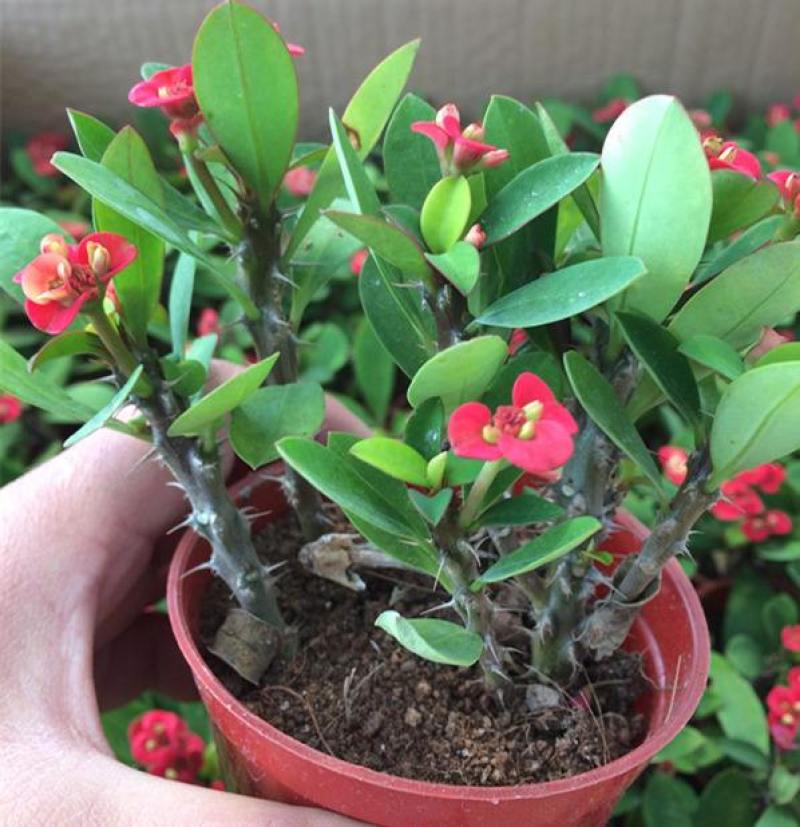 虎刺梅盆栽四季常青开花绿植铁海棠室内阳台净化空气