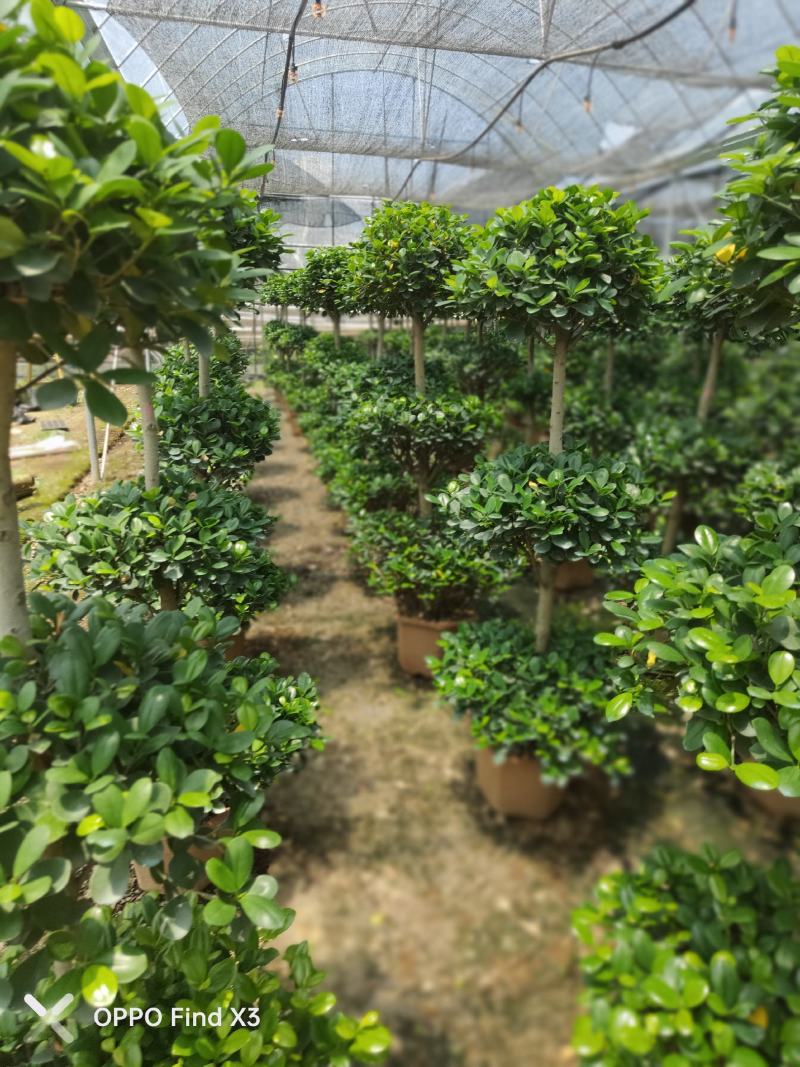 摇钱树盆景。室内外摆设盆景