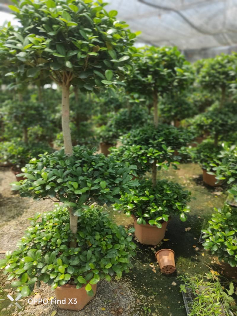摇钱树盆景。室内外摆设盆景