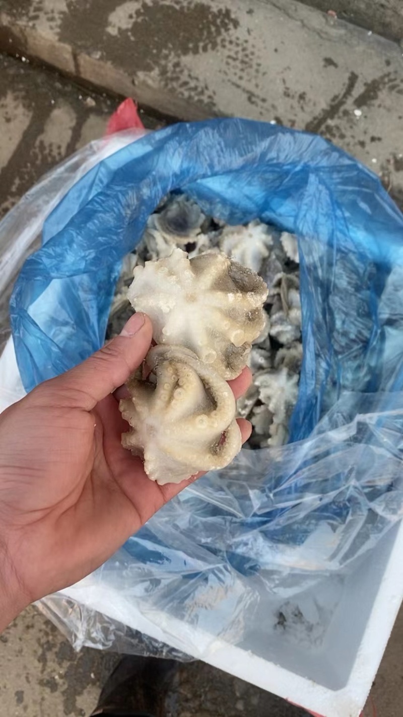 连云港海鲜批发水产品盐柔小八爪去内脏八爪鱼
