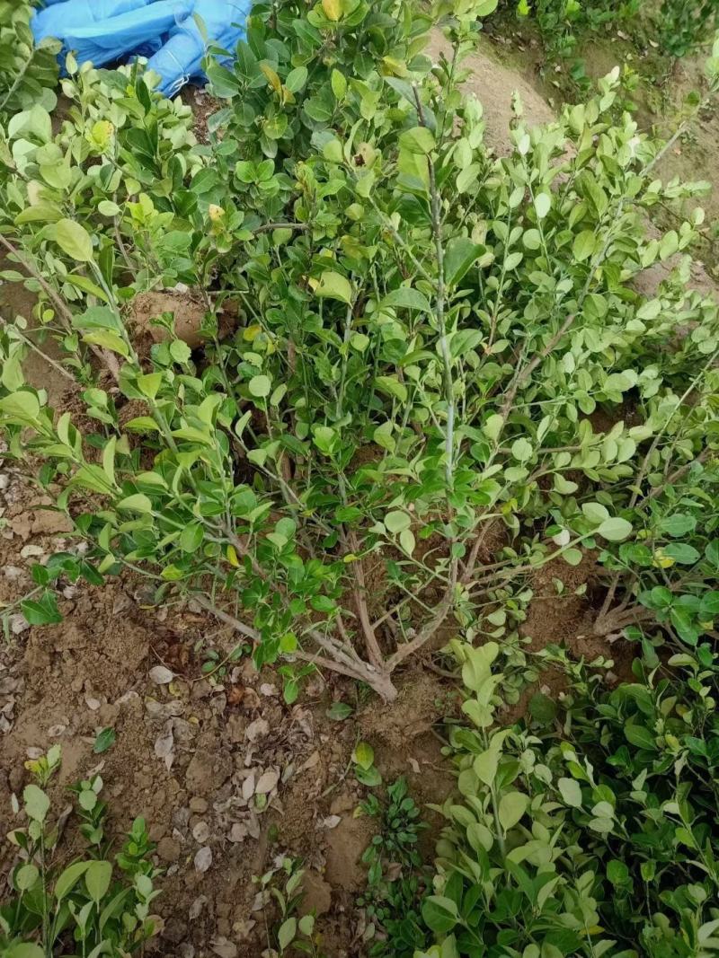 河北卫矛苗40-80公分卫矛小苗长期出售