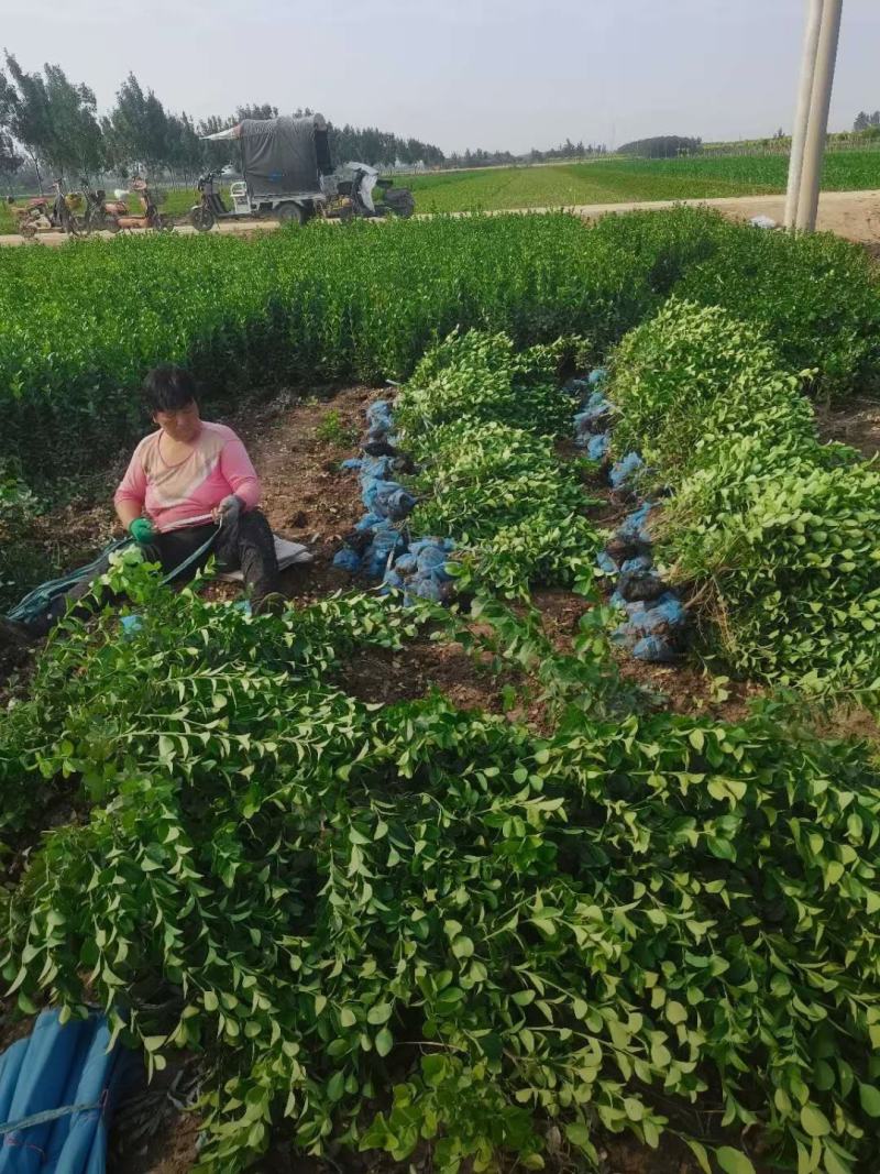 河北卫矛苗40-80公分卫矛小苗长期出售