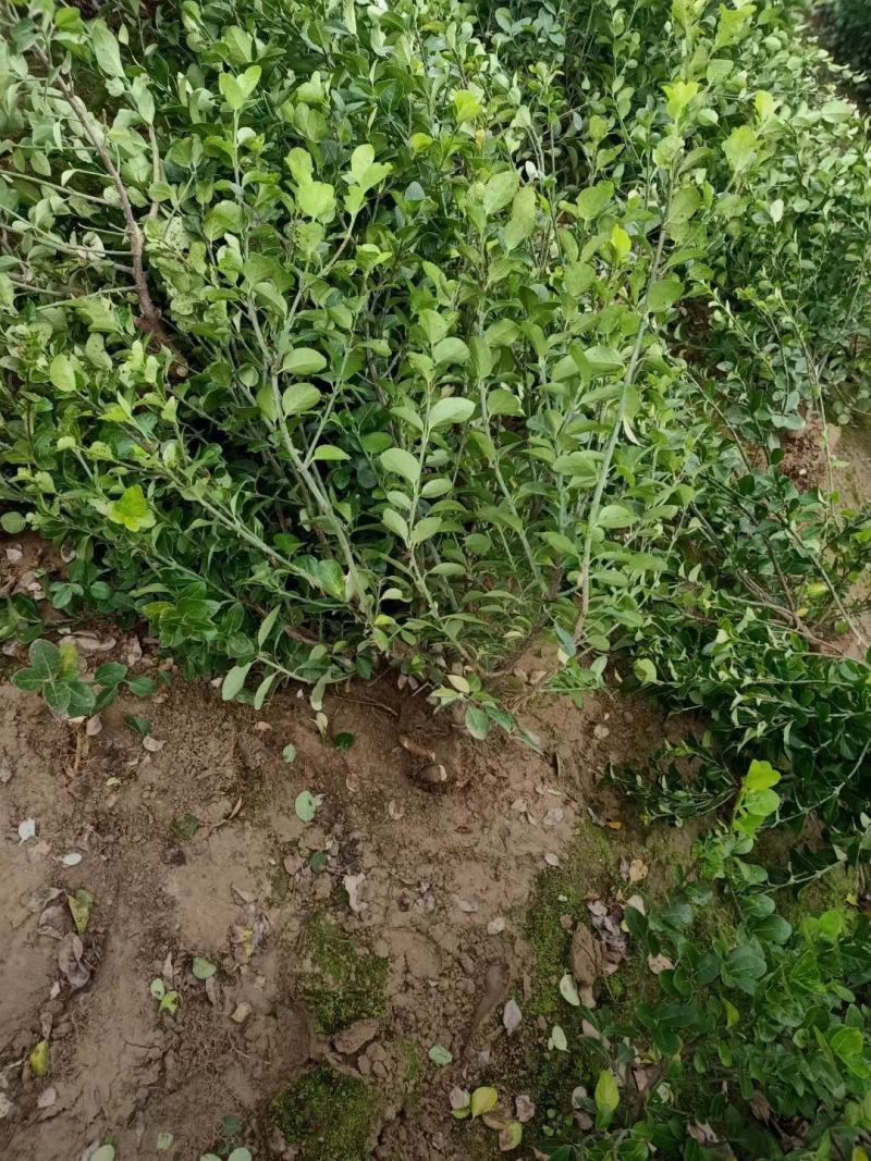 河北卫矛苗40-80公分卫矛小苗长期出售