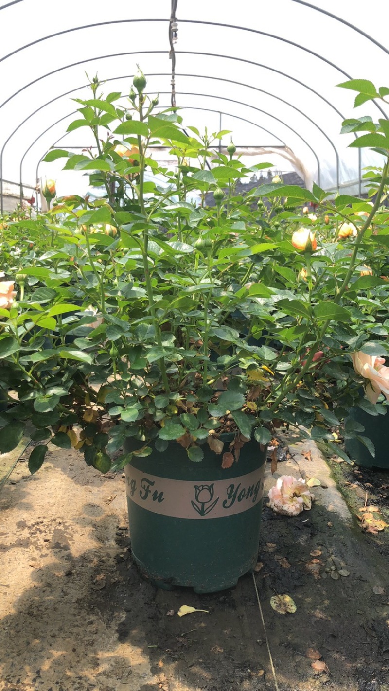 月季花
