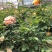 月季花