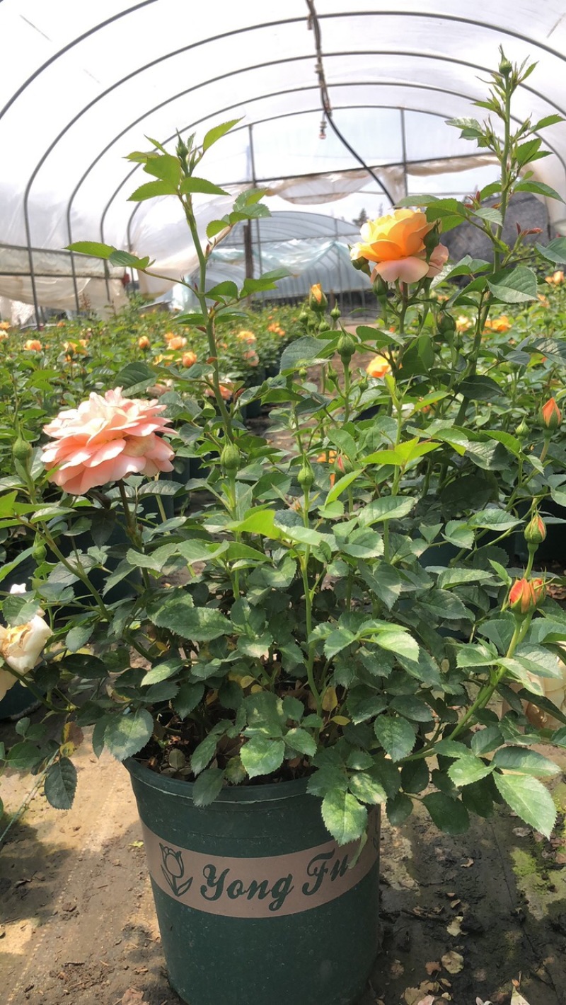月季花