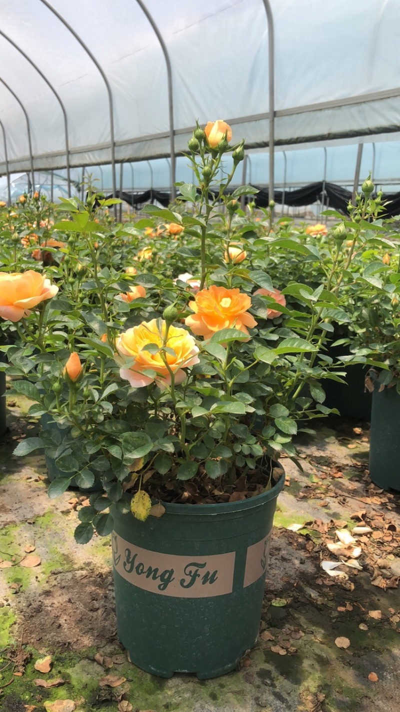 月季花