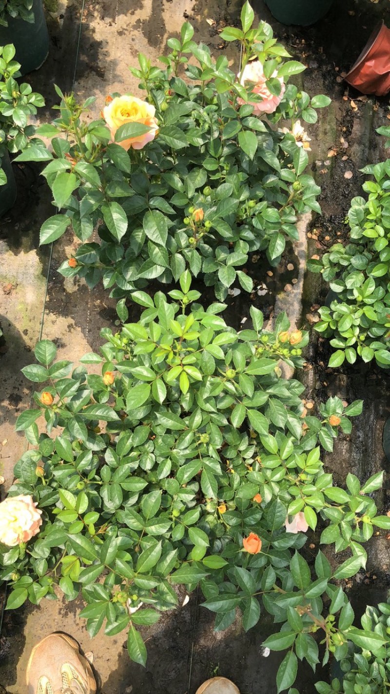 月季花