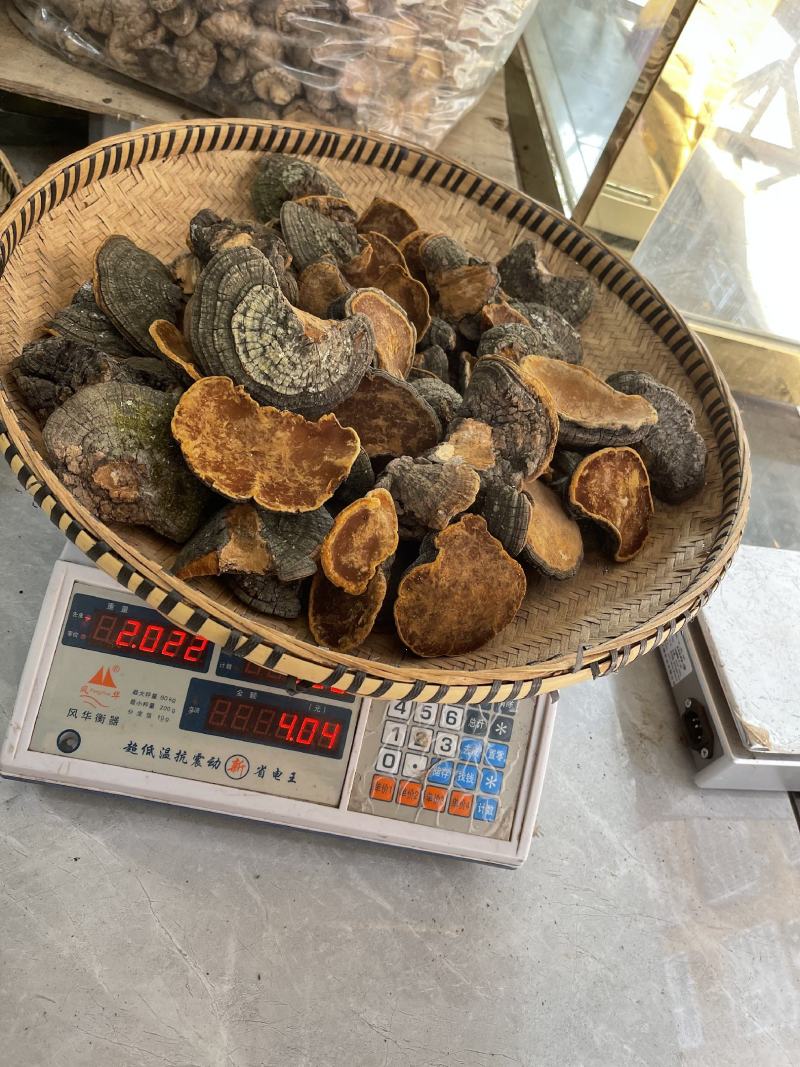 桑黄，野生桑黄，朝鲜桑黄今年新货，品种非常好