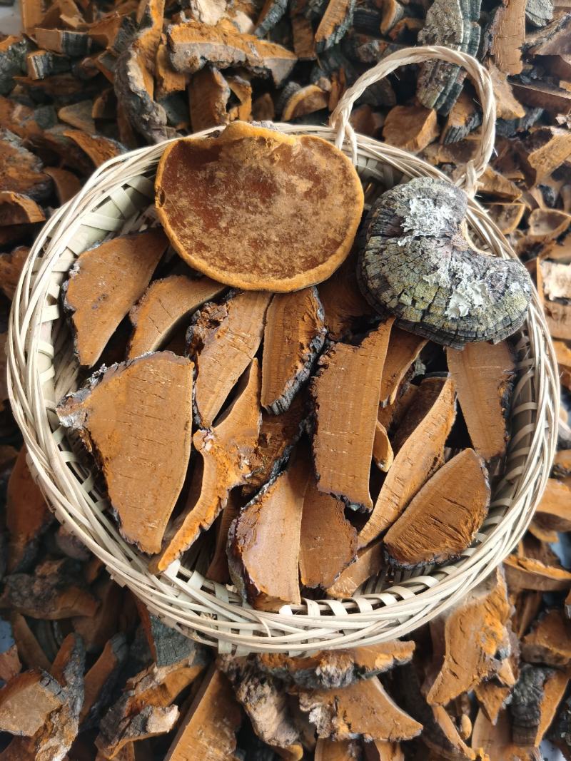 桑黄，野生桑黄，朝鲜桑黄今年新货，品种非常好