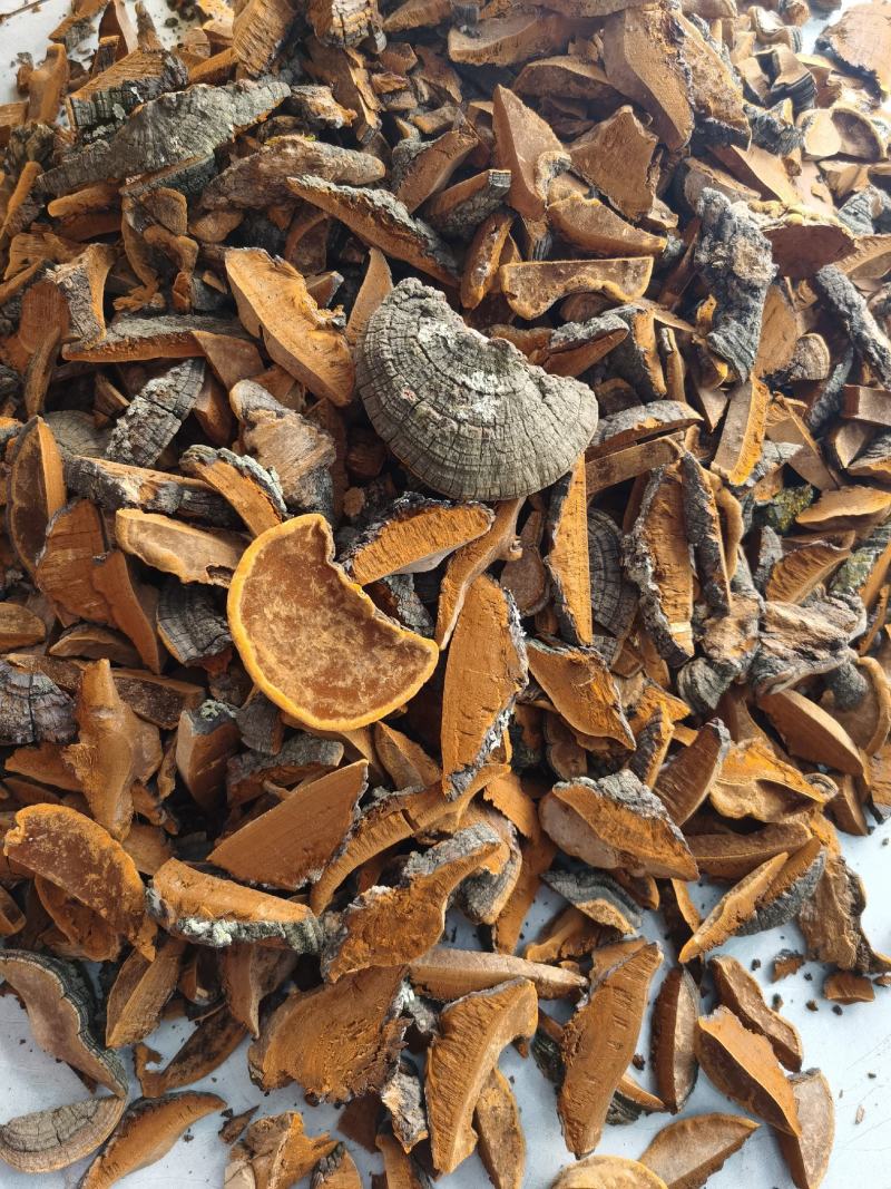 桑黄，野生桑黄，朝鲜桑黄今年新货，品种非常好