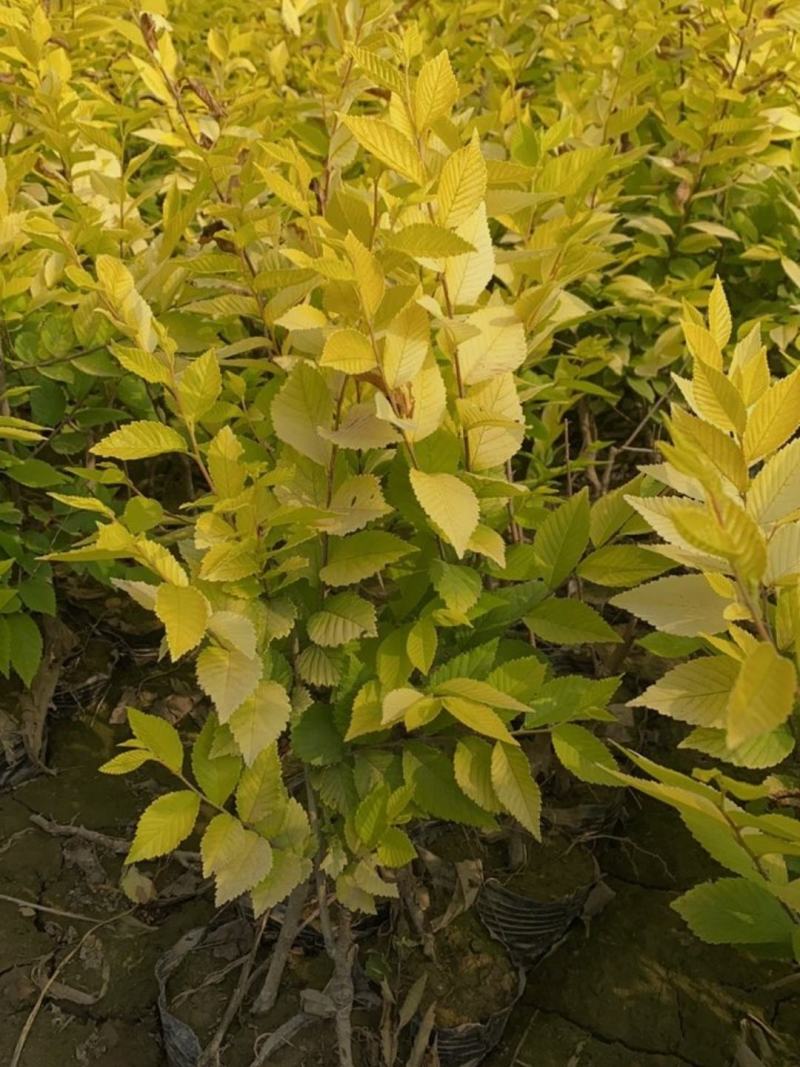 河北金叶榆小苗40-120公分金叶榆苗大量供应