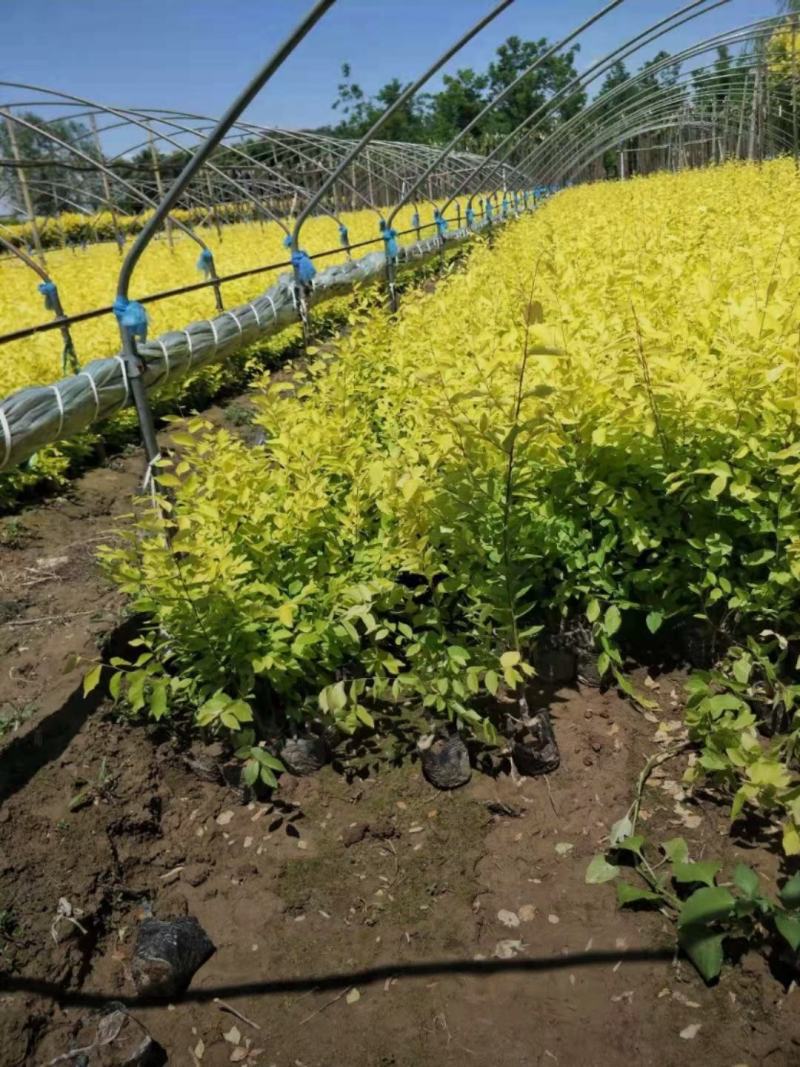 河北金叶榆小苗40-120公分金叶榆苗大量供应
