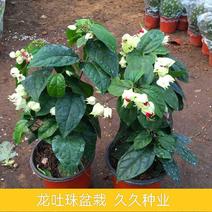 龙吐珠盆栽花卉麒麟吐珠花苗四季开花爬藤观花植物