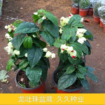 龙吐珠盆栽花卉麒麟吐珠花苗四季开花爬藤观花植物