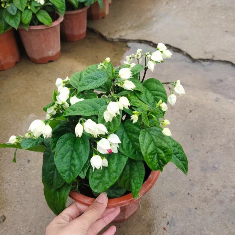 龙吐珠盆栽花卉麒麟吐珠花苗四季开花爬藤观花植物
