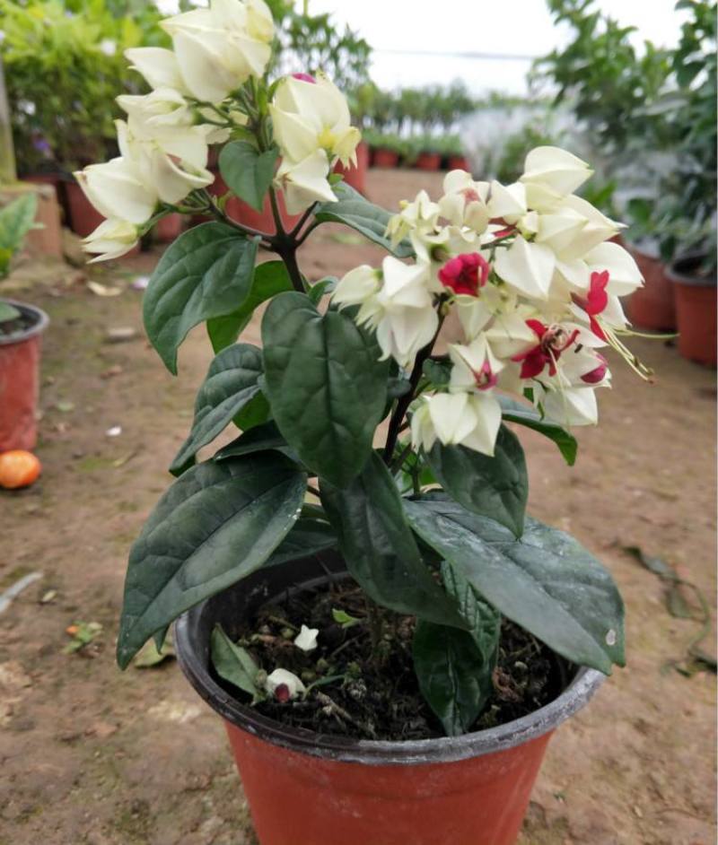 龙吐珠盆栽花卉麒麟吐珠花苗四季开花爬藤观花植物