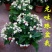龙吐珠盆栽花卉麒麟吐珠花苗四季开花爬藤观花植物