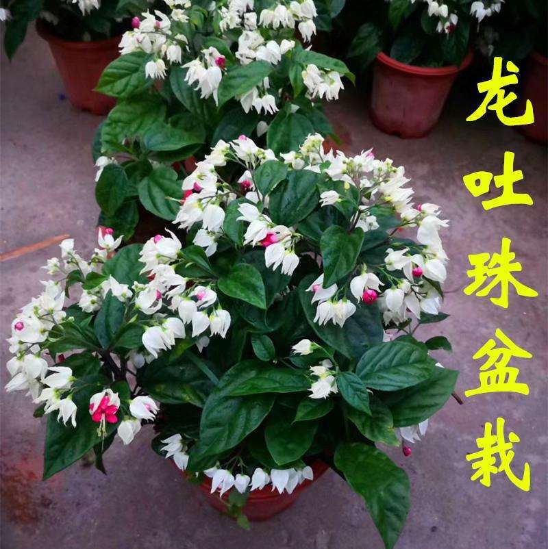 龙吐珠盆栽花卉麒麟吐珠花苗四季开花爬藤观花植物