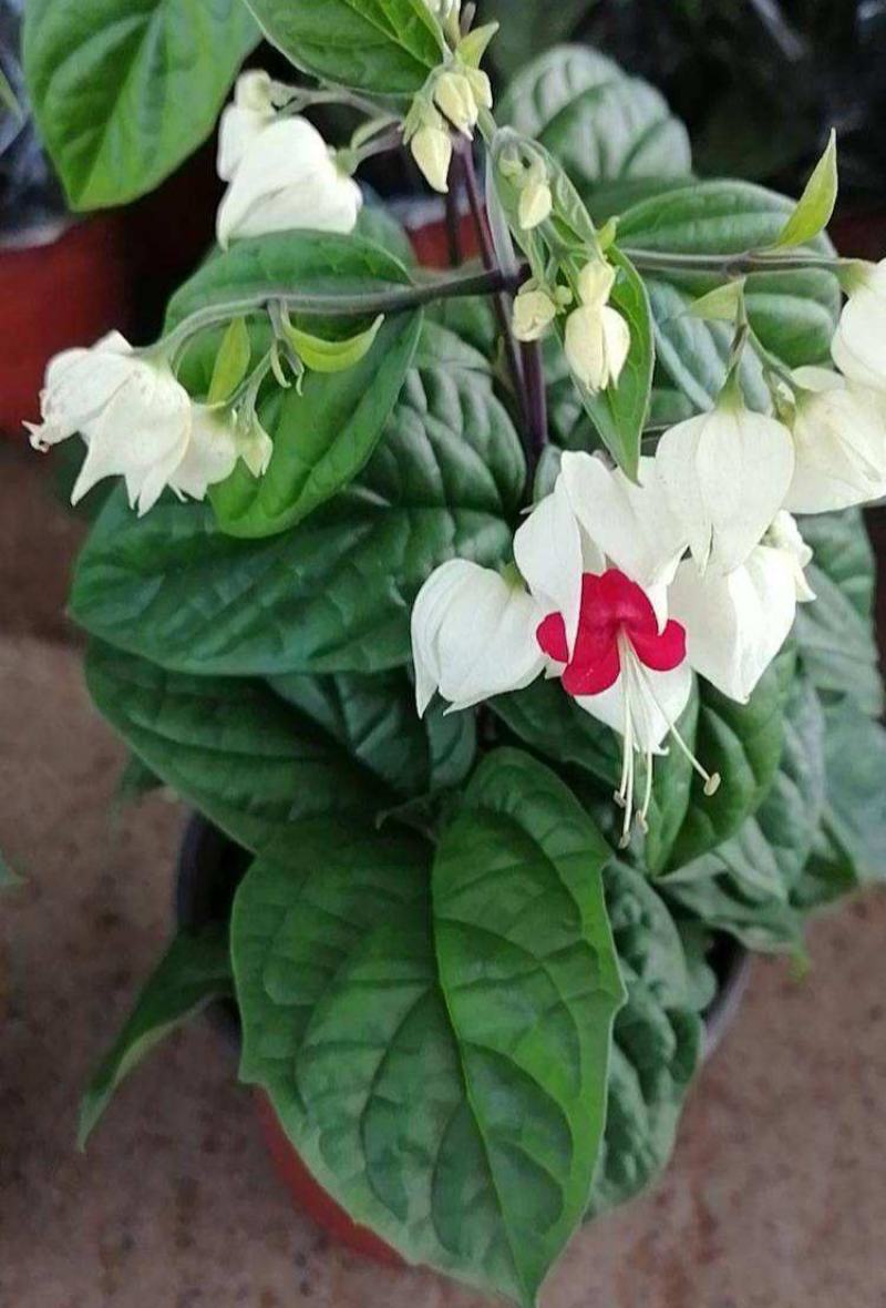 龙吐珠盆栽花卉麒麟吐珠花苗四季开花爬藤观花植物