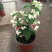 龙吐珠盆栽花卉麒麟吐珠花苗四季开花爬藤观花植物