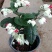 龙吐珠盆栽花卉麒麟吐珠花苗四季开花爬藤观花植物