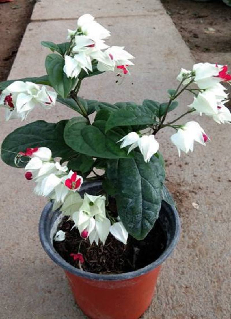 龙吐珠盆栽花卉麒麟吐珠花苗四季开花爬藤观花植物