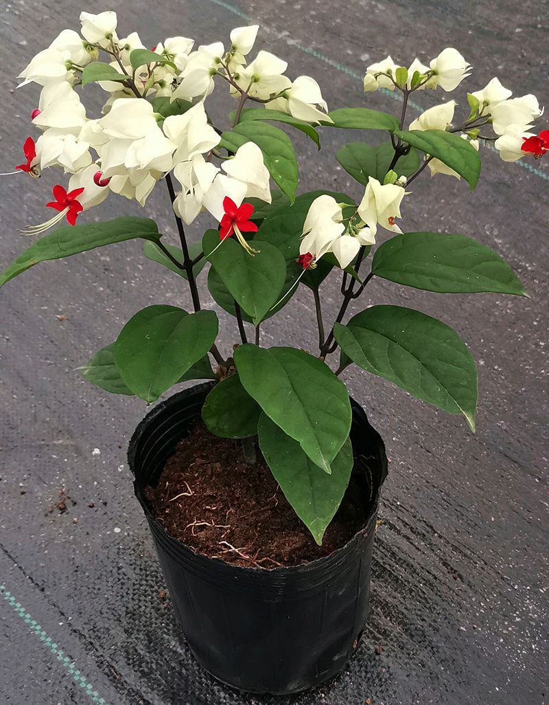 龙吐珠盆栽花卉麒麟吐珠花苗四季开花爬藤观花植物