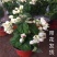 龙吐珠盆栽花卉麒麟吐珠花苗四季开花爬藤观花植物