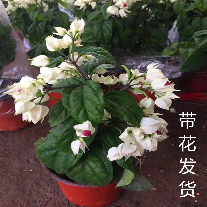 龙吐珠盆栽花卉麒麟吐珠花苗四季开花爬藤观花植物