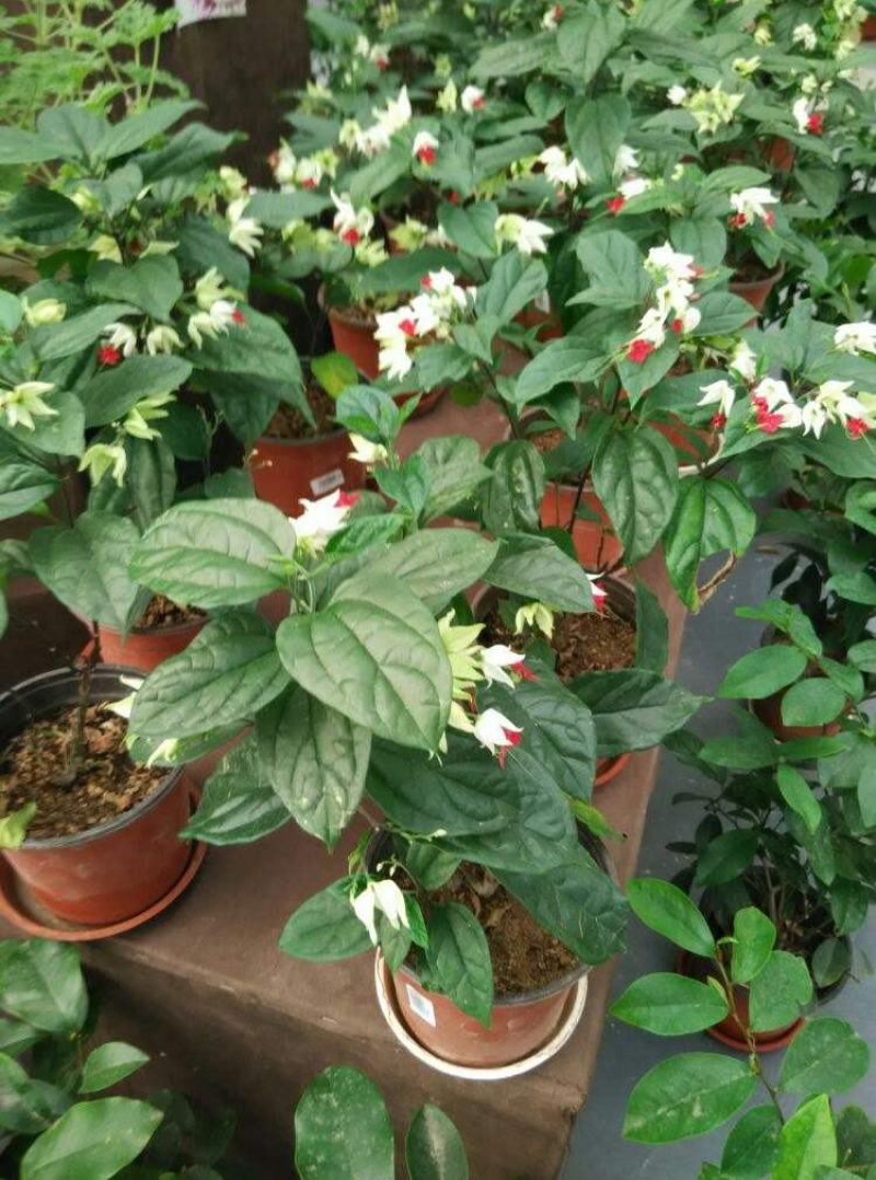 龙吐珠盆栽花卉麒麟吐珠花苗四季开花爬藤观花植物