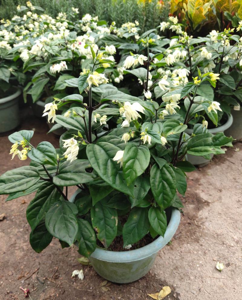龙吐珠盆栽花卉麒麟吐珠花苗四季开花爬藤观花植物