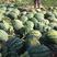 甜王西瓜，四川攀枝花盐边甜王西瓜一手货源，产地大量供应！