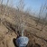 河北丛生白蜡保定3-8米丛生白蜡风景树基地