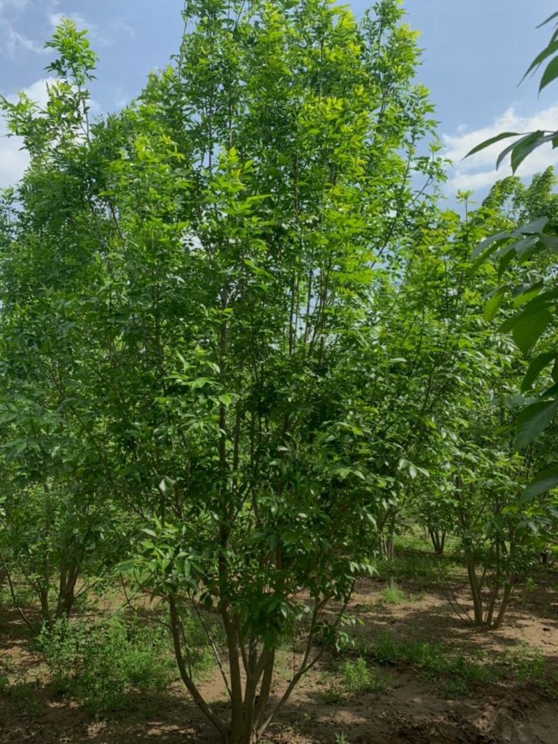 河北丛生白蜡保定3-8米丛生白蜡风景树基地