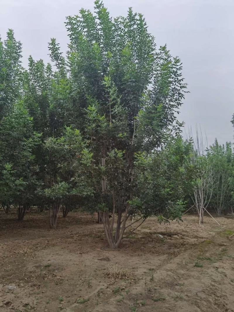 河北丛生白蜡保定3-8米丛生白蜡风景树基地