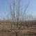 河北丛生白蜡保定3-8米丛生白蜡风景树基地