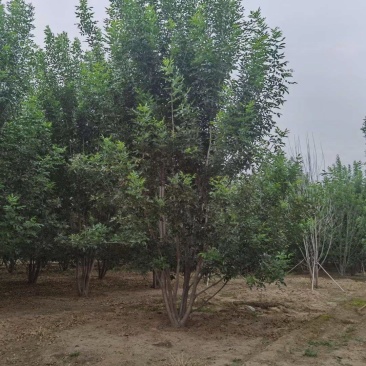 河北丛生白蜡保定3-8米丛生白蜡风景树基地