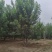 河北丛生白蜡保定3-8米丛生白蜡风景树基地