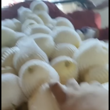 渭南，白薄皮，白兔娃甜瓜欢迎老板前来选购电商