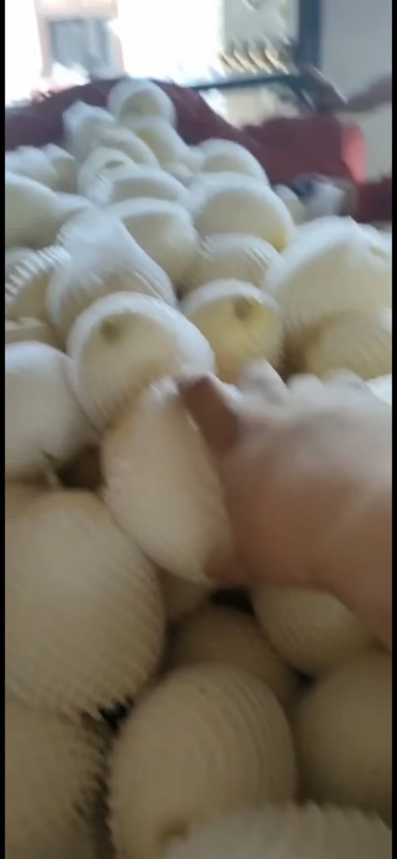 渭南，白薄皮，白兔娃甜瓜欢迎老板前来选购电商